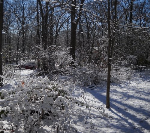snow covering the yard and neighborhood