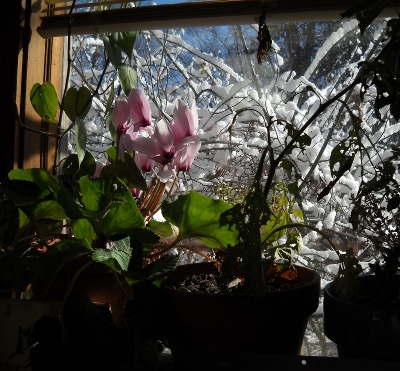 flowers blooming in front of the window, fresh snow outside it