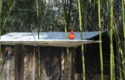 bright red cardinal in the snow on the birfeeding platform