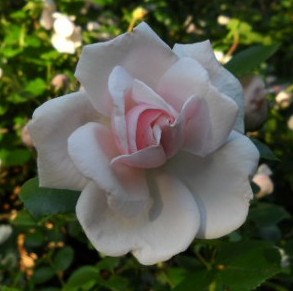 pink-white rose just opening