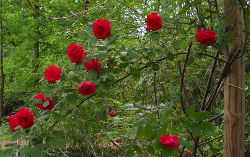 a perfect arc of red roses rambling off an arbor post
