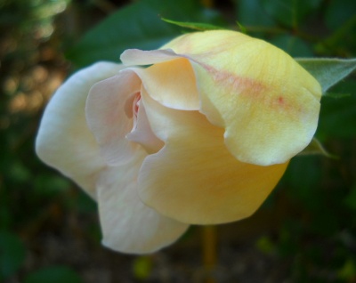 opening bud rose with pink bud and yellow outer petals streaked with red