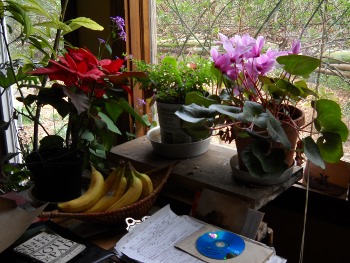houseplants flowering next to my desk