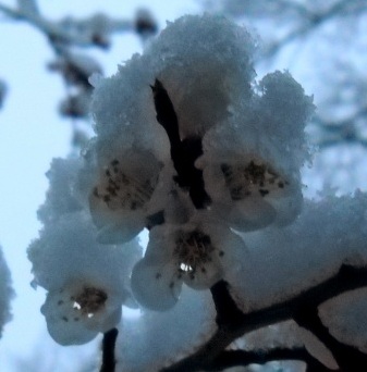 closeup of snow on apricot blossoms