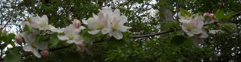 apple blossoms