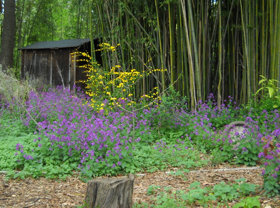 view of the back yard with flowers blooming in the shade, bamboo and the shed beyond