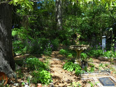 view of the back yard leafed out and green