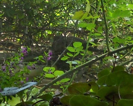 a closeup of the dove on it's nest from the background of the last picture