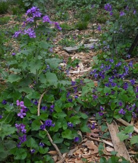 violets, periwinkle, and moneyplant blooming in the yard