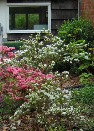 white and pink azaleas by the house, the ones outside my bedroom window