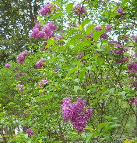 close-up of the blooming lilacs