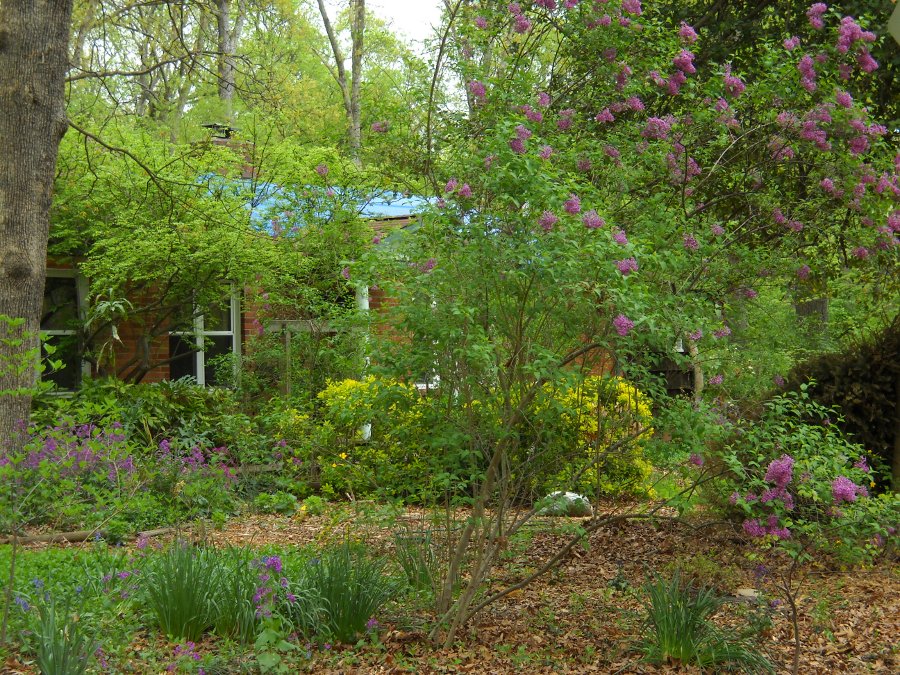 view of the front yard with flowers blooming, the house almost hidden in greenery