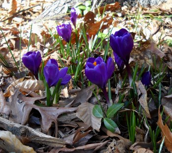 purple crocus blooming through the old Fall leaves