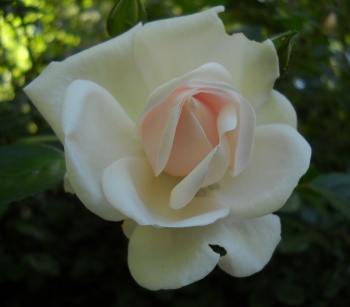 a rose in bloom, from the entry The Name of the Rose