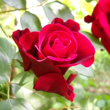 red rose with electric red-pink center
